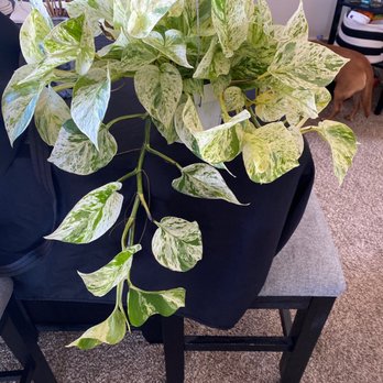 Plantiitas - Beautiful Pothos, giving so much life to our house! - Home Decor Near Me - Long Beach, California