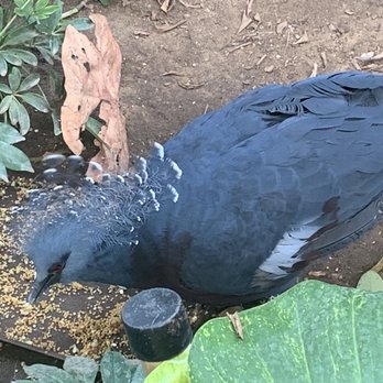 Sedgwick County Zoo - A cool bird at the aviary. I loved his crown. - Zoos Near Me - Wichita, Kansas
