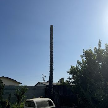 Kevin's Tree Service - Cut the head off my palm tree without my permission. - Tree Services Near Me - Bloomington, California