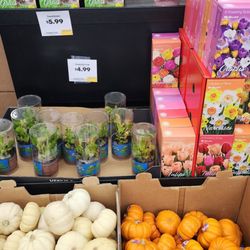 Grocery Outlet - Cat grass, venus fly trap, mini pumpkins, and crocus bulbs...what an assortment at this Grocery Outlet (10/8/26)