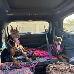 Bruno and Donna the Dobermans!