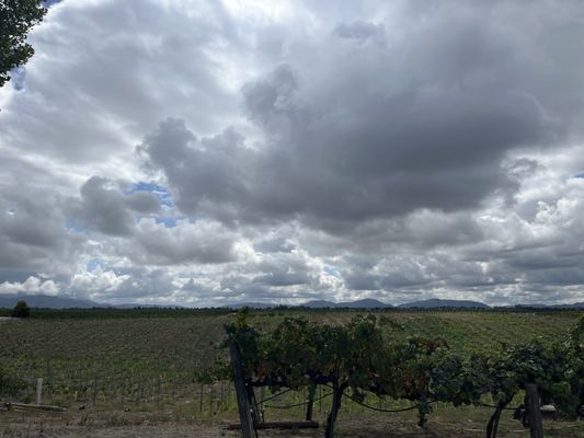 Palumbo Family Vineyard by null