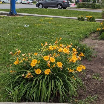 Starbucks - Pretty flowers - Coffee & Tea Near Me - Ottawa, Ontario Starbucks - Pretty flowers - Coffee & Tea Near Me - Ottawa, Ontario