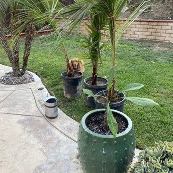 Palm Plantation - Coconut Queen Hybrid, Teddy Bear Palm - Nurseries & Gardening Near Me - Riverside, California