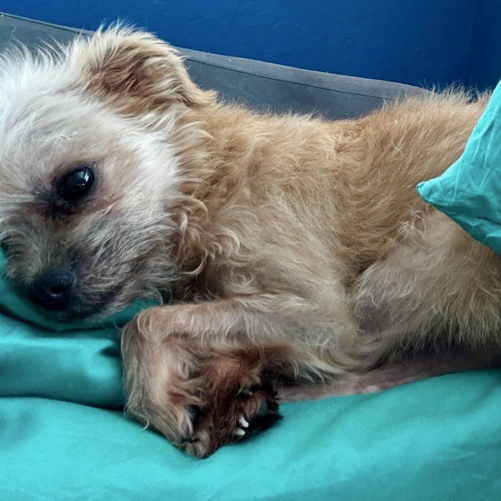 TOP 10 BEST Low Cost Spay Neuter in Vacaville, CA - Updated 2026 - Yelp