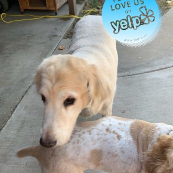 Rebecca's Buddies - Rebecca's Buddies comes to you! Several options for grooming. All services include nails. Prices do vary. Text me today! - Pet Groomers Near Me Rebecca's Buddies - Rebecca's Buddies comes to you! Several options for grooming. All services include nails. Prices do vary. Text me today! - Pet Groomers Near Me
