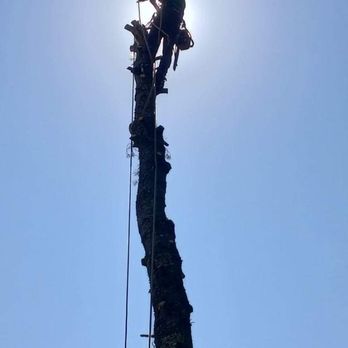A.K. Tree & Landscape - a man on a tree - Tree Services Near Me A.K. Tree & Landscape - a man on a tree - Tree Services Near Me
