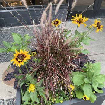 Starbucks - Fall color planter - Coffee & Tea Near Me - Boulder, Colorado Starbucks - Fall color planter - Coffee & Tea Near Me - Boulder, Colorado
