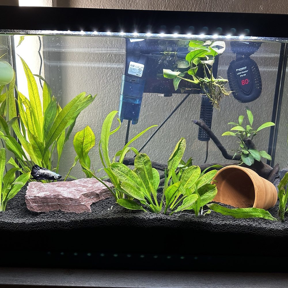MastahBetta Fish Shop - 20gal planted Aquarium - Local Fish Stores Near Me - Honolulu, Hawaii