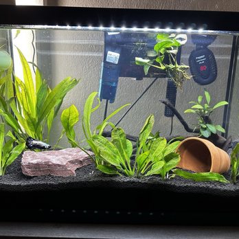 MastahBetta Fish Shop - 20gal planted Aquarium - Local Fish Stores Near Me - Honolulu, Hawaii MastahBetta Fish Shop - 20gal planted Aquarium - Local Fish Stores Near Me - Honolulu, Hawaii