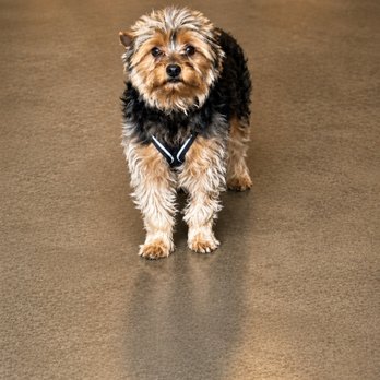 Berkeley Office Interiors - Chase the Yorkie (not a chair or a table) - Office Equipment Near Me - Berkeley, California Berkeley Office Interiors - Chase the Yorkie (not a chair or a table) - Office Equipment Near Me - Berkeley, California