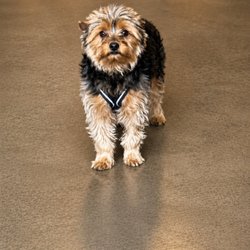 Chase the Yorkie (not a chair or a table)