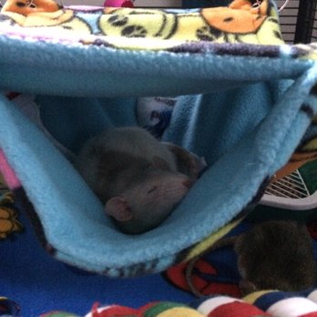 Kahoots Pet Store - Loving the hammock - Pet Stores Near Me - Huntington Beach, California Kahoots Pet Store - Loving the hammock - Pet Stores Near Me - Huntington Beach, California