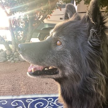 Zane Grey RV Village - Enzo keeping his eyes on the squirrel in the sight across from us..... - Campgrounds Near Me - Camp Verde, Arizona Zane Grey RV Village - Enzo keeping his eyes on the squirrel in the sight across from us..... - Campgrounds Near Me - Camp Verde, Arizona