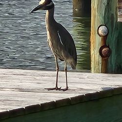 67th Street Paddle Cove - You don't need binoculars!!