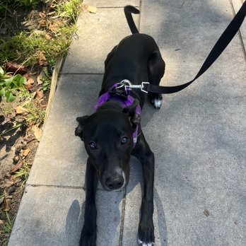Dog Training By Lola - Pet Training Near Me Dog Training By Lola - Pet Training Near Me