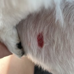 Daisy laceration with the Stitches