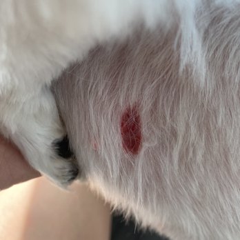 Hydrant Pet Center - Daisy laceration with the Stitches - Pet Groomers Near Me - Highland, Indiana