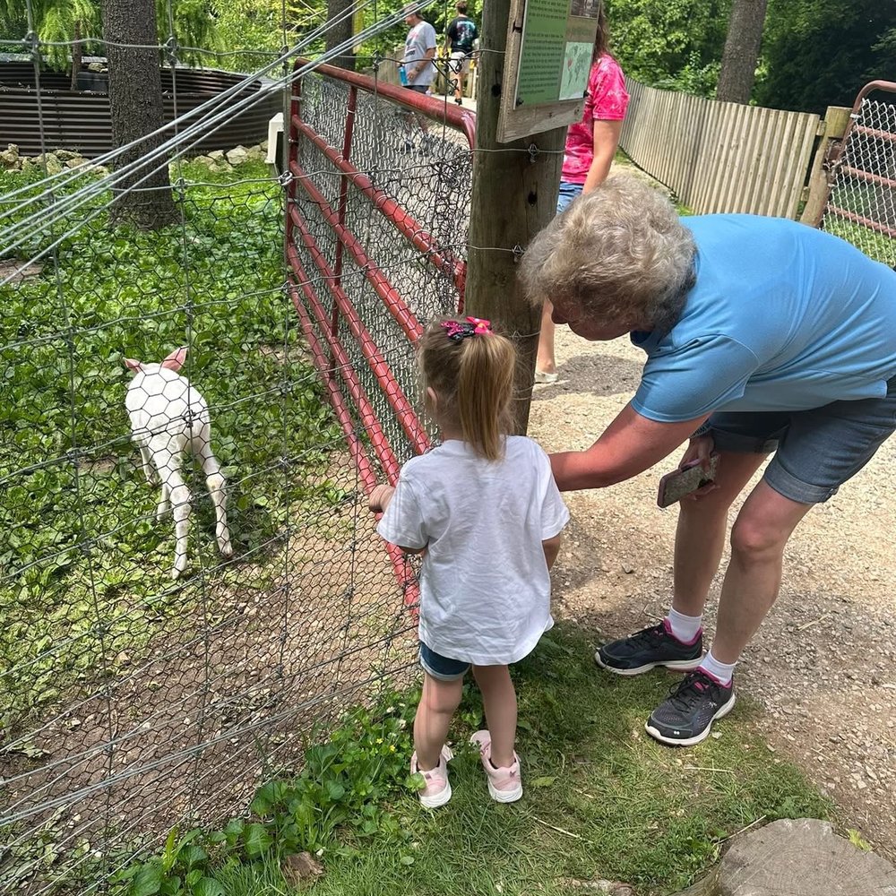 Feeding a baby albino deer