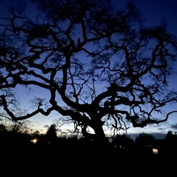 Vintage Tree Care - Tree Services Near Me - Santa Rosa, California Vintage Tree Care - Tree Services Near Me - Santa Rosa, California