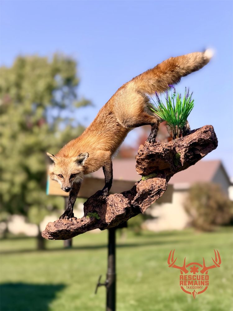 Rescued Remains Taxidermy - taxidermy in Goshen, IN