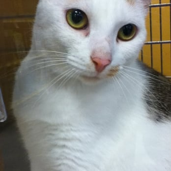 PetSmart - Lucy was super chatty - Pet Training Near Me - Harvey, Louisiana PetSmart - Lucy was super chatty - Pet Training Near Me - Harvey, Louisiana