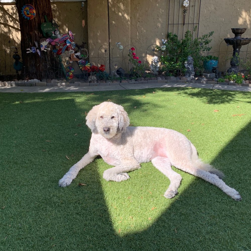 Artificial Grass Pros - Love it! - Artificial Turf Near Me - San Jose, California Artificial Grass Pros - Love it! - Artificial Turf Near Me - San Jose, California