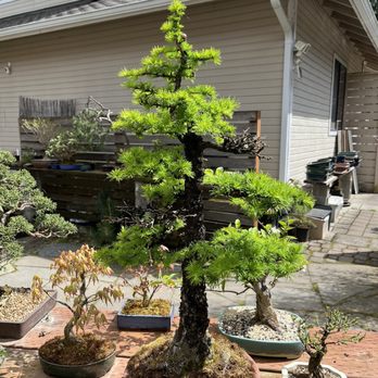 Bonsai Northwest - Nurseries & Gardening Near Me - Puyallup, Washington Bonsai Northwest - Nurseries & Gardening Near Me - Puyallup, Washington