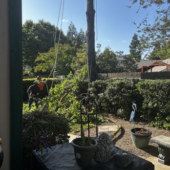 FB Tree Services - Tree Services Near Me - North Highlands, California