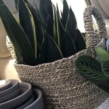 Green Acres Nursery & Supply - Gold flame sansevieria and German terra-cotta pots that are super inexpensive - Nurseries & Gardening Near Me - Rocklin, California Green Acres Nursery & Supply - Gold flame sansevieria and German terra-cotta pots that are super inexpensive - Nurseries & Gardening Near Me - Rocklin, California
