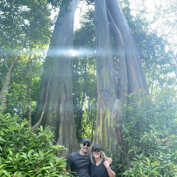 My Vacation Lady - Eucalyptus tree along the Road to Hana in Maui - Travel Agents Near Me My Vacation Lady - Eucalyptus tree along the Road to Hana in Maui - Travel Agents Near Me