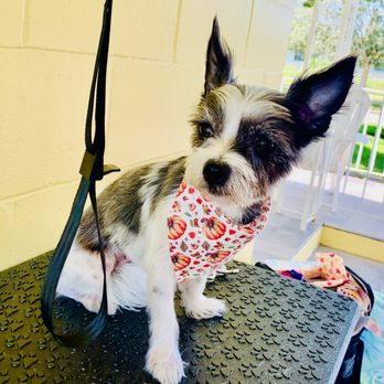 Terrie's Polished Paws - Pet Groomers Near Me