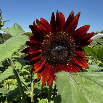 Nelson Produce Farm - Sunflowers - Pick Your Own Farms Near Me - Valley, Nebraska