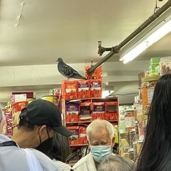 Dai Lee Food - Street pigeon on duty, sir