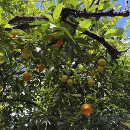 Orange/ lemon tree