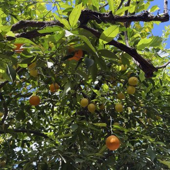 Forestiere Underground Gardens - Orange/ lemon tree - Botanical Gardens Near Me - Fresno, California