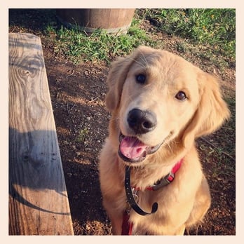 Sit Means Sit - Pet Training Near Me - Woodinville, Washington Sit Means Sit - Pet Training Near Me - Woodinville, Washington