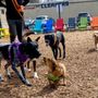 Photo of Barkside
