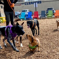Barkside