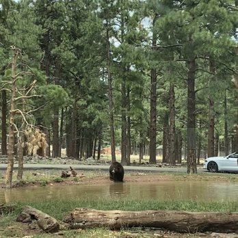 Bearizona - Zoos Near Me - Williams, Arizona