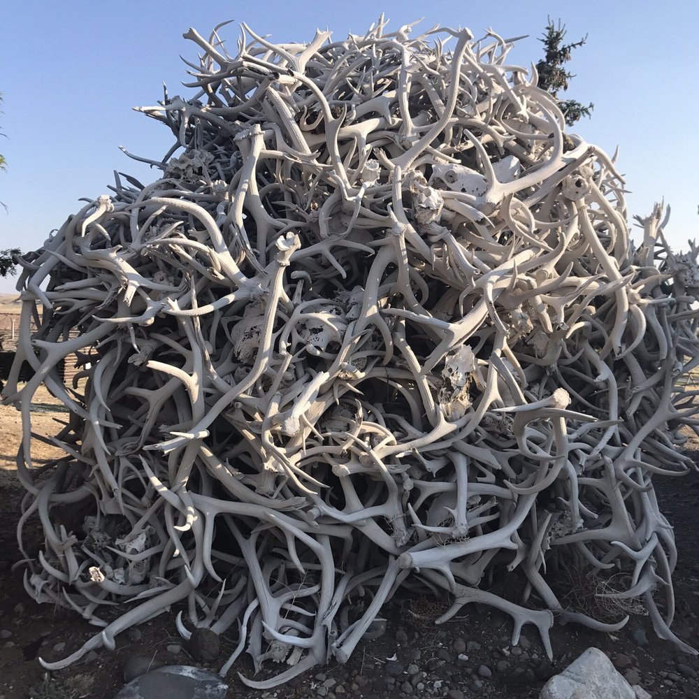 Old Trail Town - Antler pile. - Museums Near Me - Cody, Wyoming Old Trail Town - Antler pile. - Museums Near Me - Cody, Wyoming