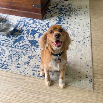 Floof Pet Grooming - Groomed Floof! - Pet Groomers Near Me - Seattle, Washington Floof Pet Grooming - Groomed Floof! - Pet Groomers Near Me - Seattle, Washington
