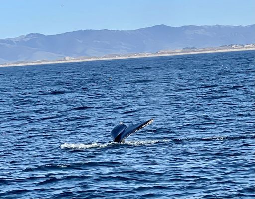 Chris' Fishing and Whale Watching by null