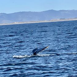 Chris' Fishing and Whale Watching - Humpback whale tale