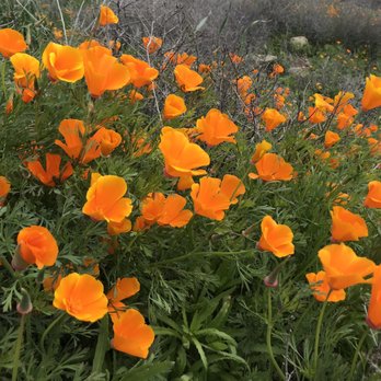 Walker Canyon Ecological Reserve - Poppies - Wildlife Hunting Ranges Near Me