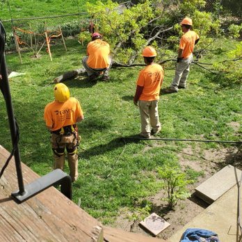 Ray's Tree Service - Taking down a large pin oak tree. - Tree Services Near Me - Fenton, Missouri Ray's Tree Service - Taking down a large pin oak tree. - Tree Services Near Me - Fenton, Missouri