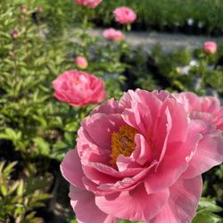 Gardens By Trista Plant Centre