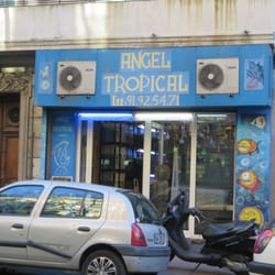 Angel Tropical
