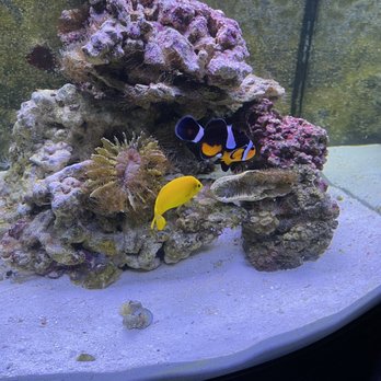 First Choice Aquatics - Beautiful colors - Local Fish Stores Near Me - Flemington, New Jersey First Choice Aquatics - Beautiful colors - Local Fish Stores Near Me - Flemington, New Jersey
