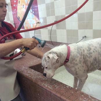 Pet Food Express - Time to get clean Dottie - Pet Stores Near Me - Carmel, California